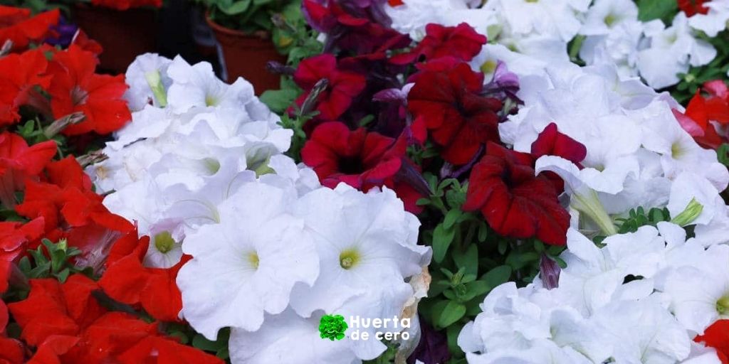 Petunias o surfinias, diferencias