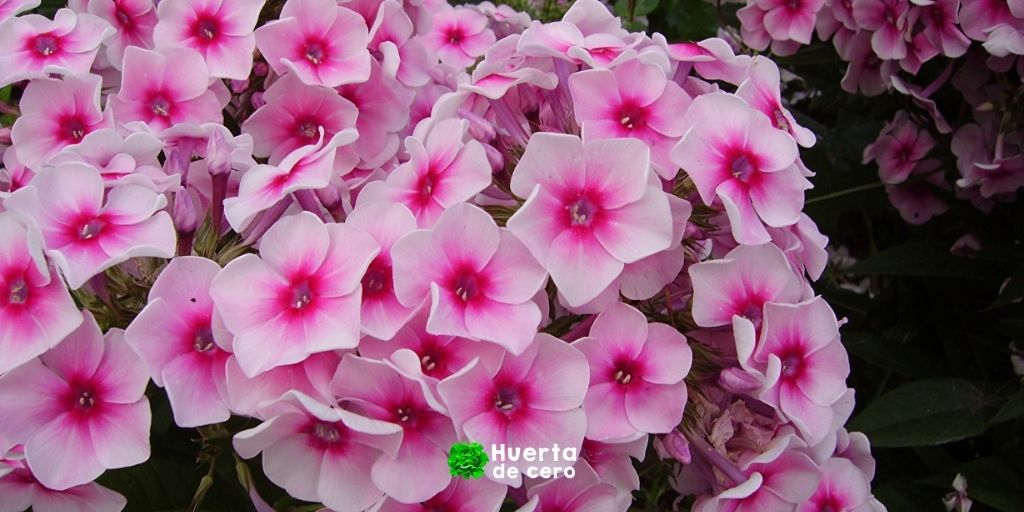 Phlox drummondii cuidados