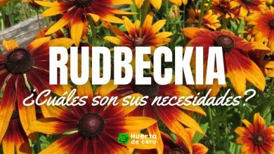 Rudbeckia necesidades cuidados