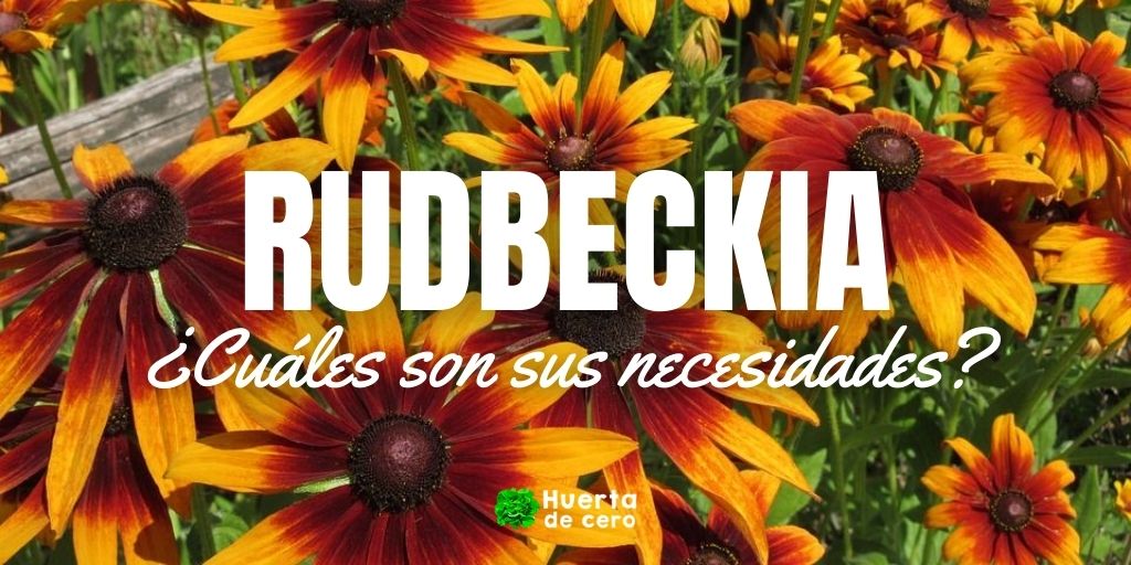 Rudbeckia necesidades cuidados
