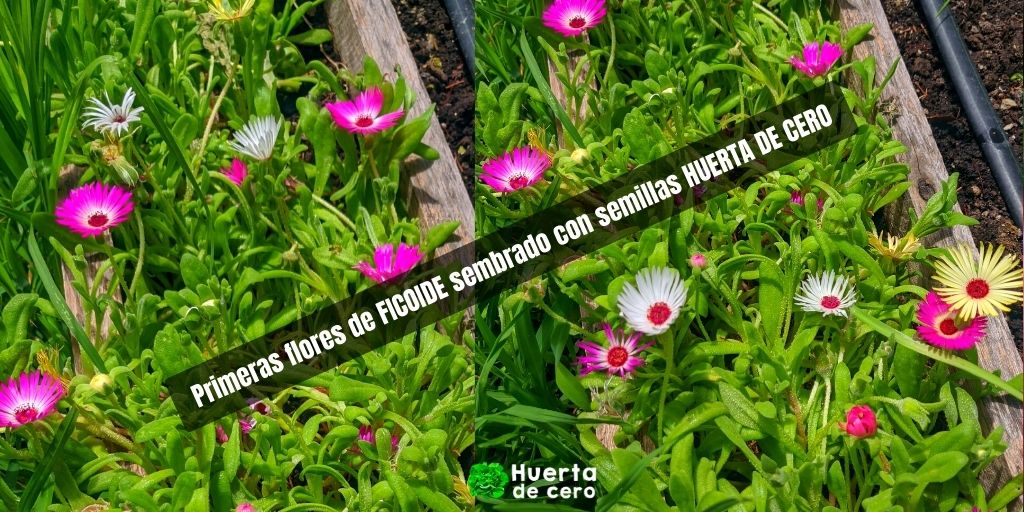 Semillas huerta de cero de ficoide