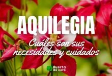 aquilegia