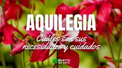 aquilegia