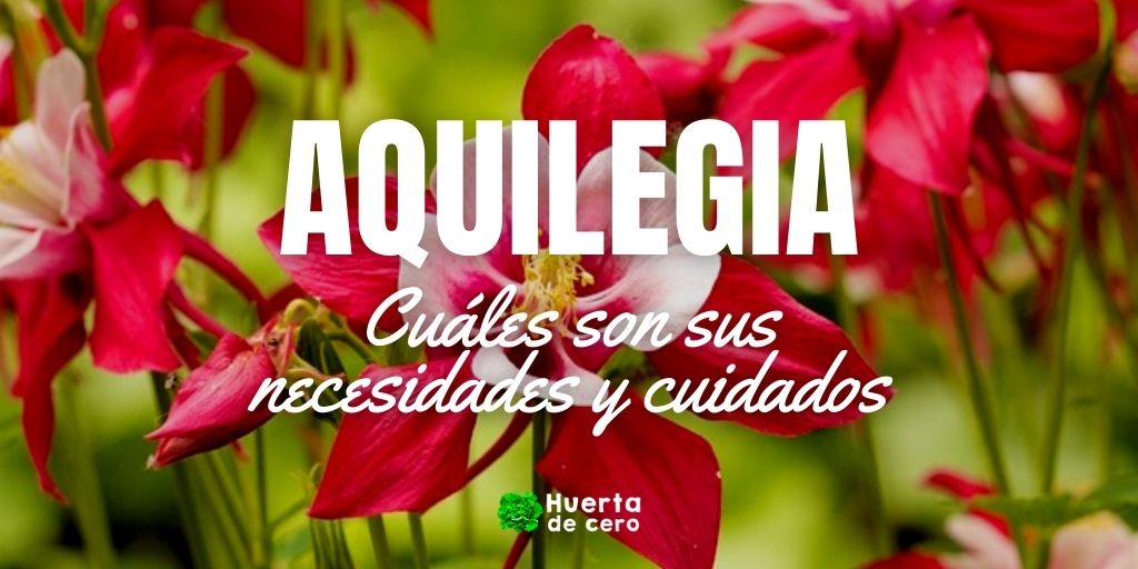 aquilegia