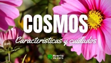 Flor cosmos, como plantar