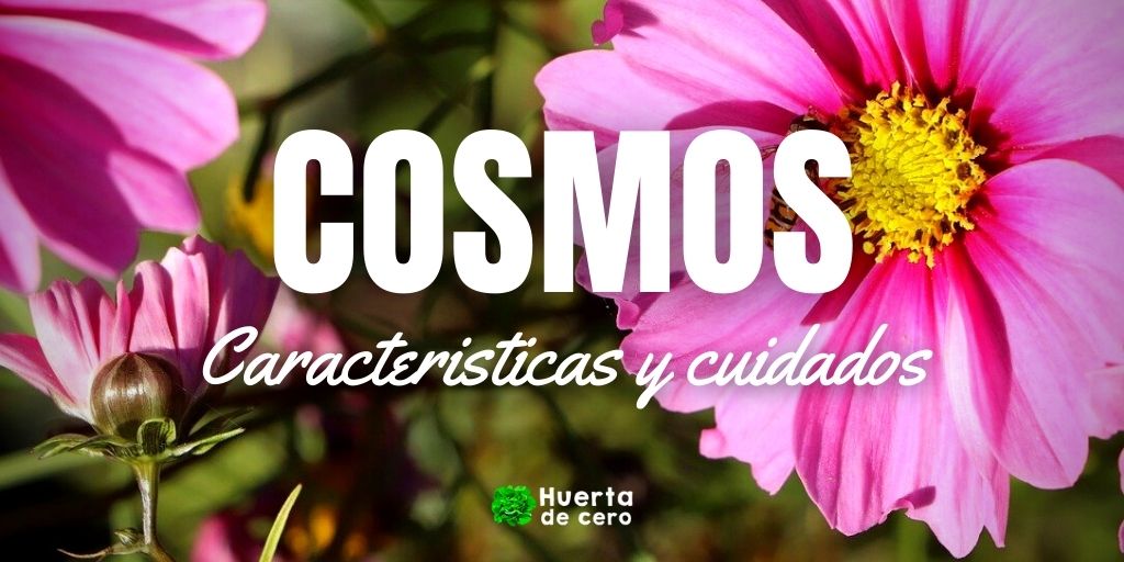Flor cosmos, como plantar