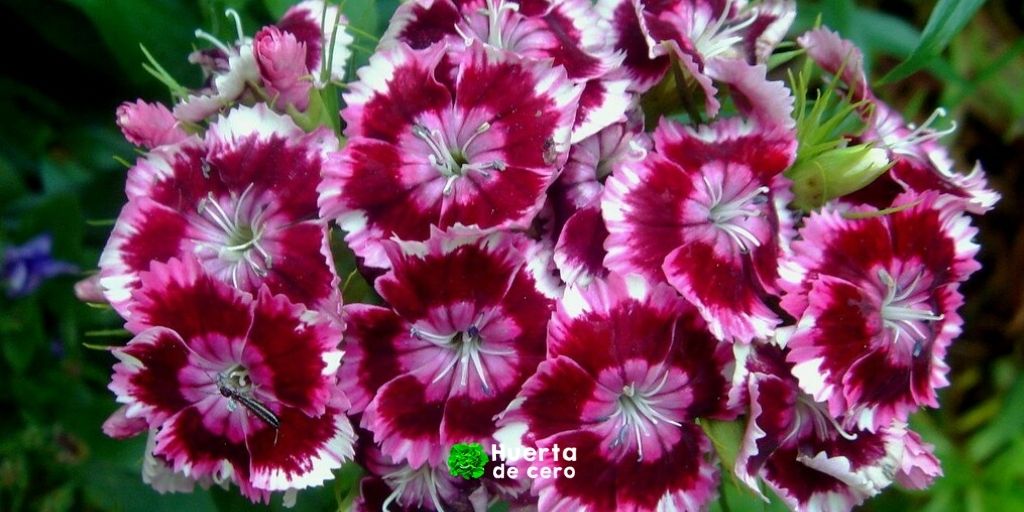 clavel poeta cuidados