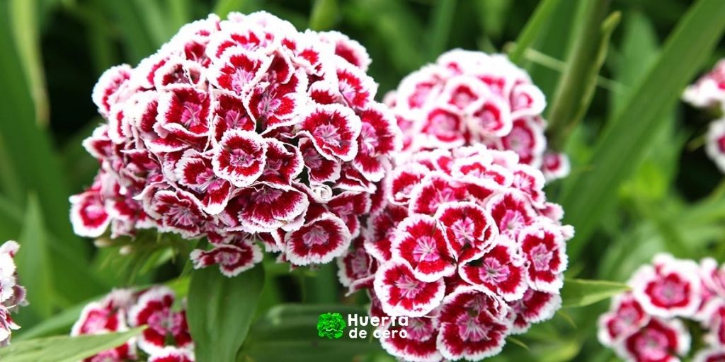 como sembrar clavel del poeta