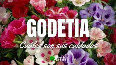 Como plantar Godetia