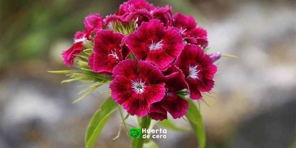 que condiciones de luz necesita el clavel del poeta