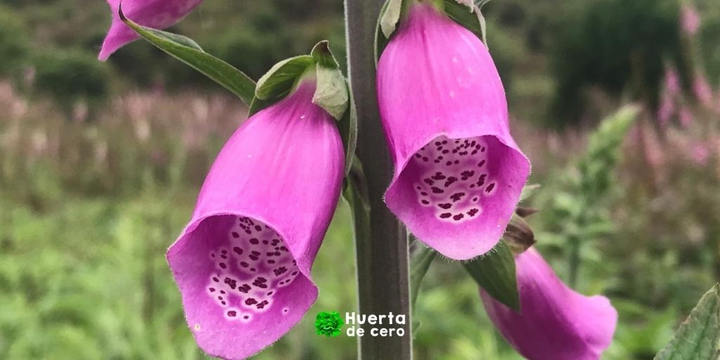 Como cuidar la flor Digitalis purpurea