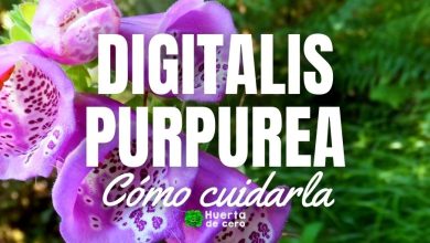 Cuidados y usos de la flor Digitalis Purpurea