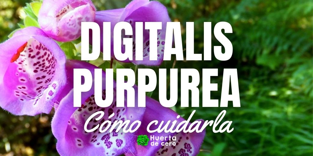 Cuidados y usos de la flor Digitalis Purpurea