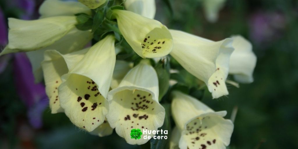 Digitalis purpurea - Digital, Dedalera, Chupamieles, Guadaperra, Zapatitos de Cristo, Cartucho, Calzones de zorra, Chupamieles, Guante de Nuestra Señora, San Juan, Bilicroques, Guantelete y Viluria