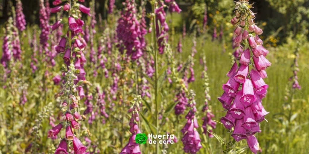 Digitalis purpurea