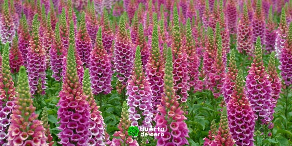 Plantacion de digitalis purpurea, dedales