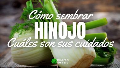 Como sembrar hinojo