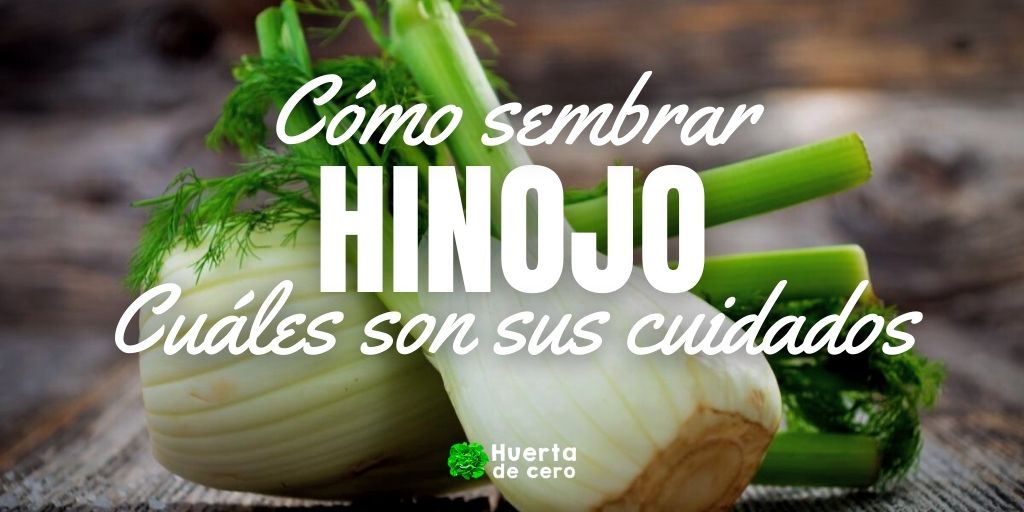 Como sembrar hinojo