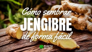 Como sembrar jengibre