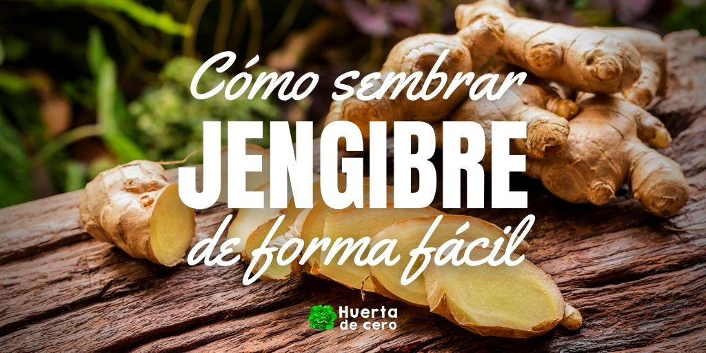 Como sembrar jengibre