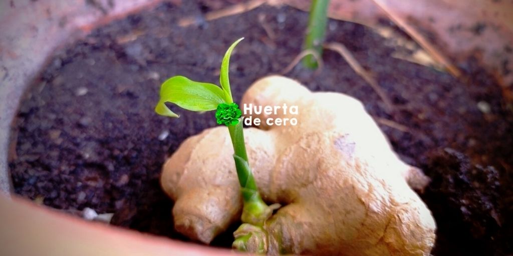 Cuidados del jengibre