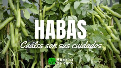 Como plantar y cuidar habas en el huerto