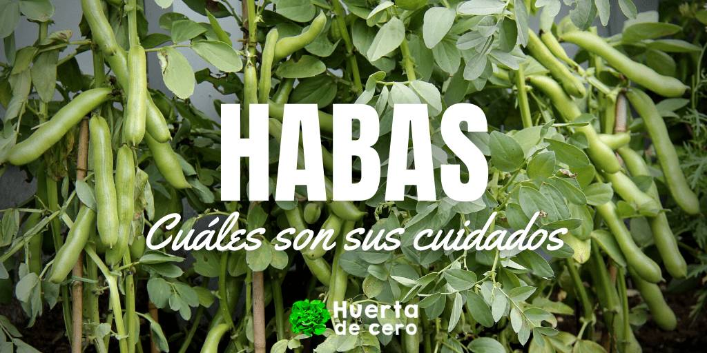 Como plantar y cuidar habas en el huerto