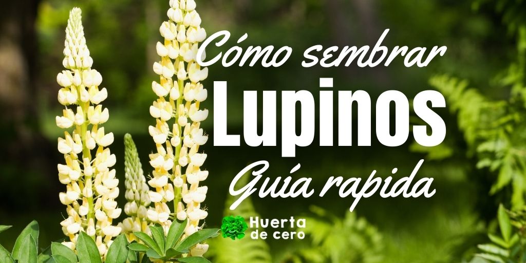 Como sembrar Lupinos
