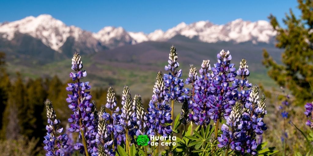 Cuales son los cuidados de lupinus