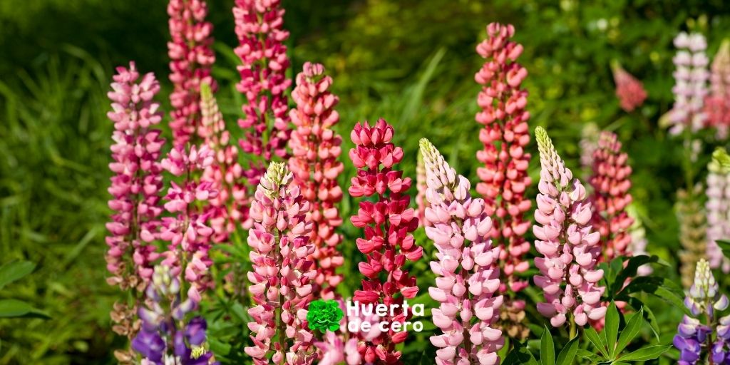 Flores de lupinos