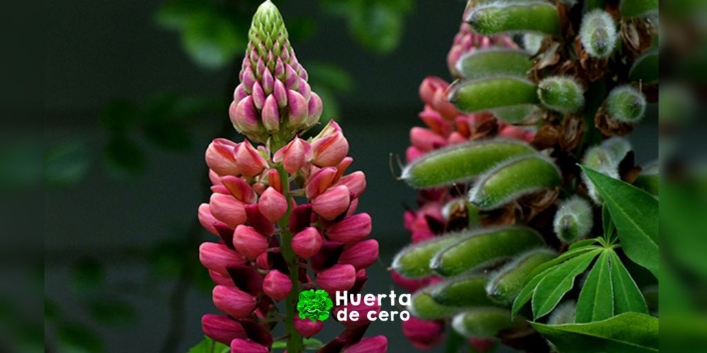 Semillas de Lupinus