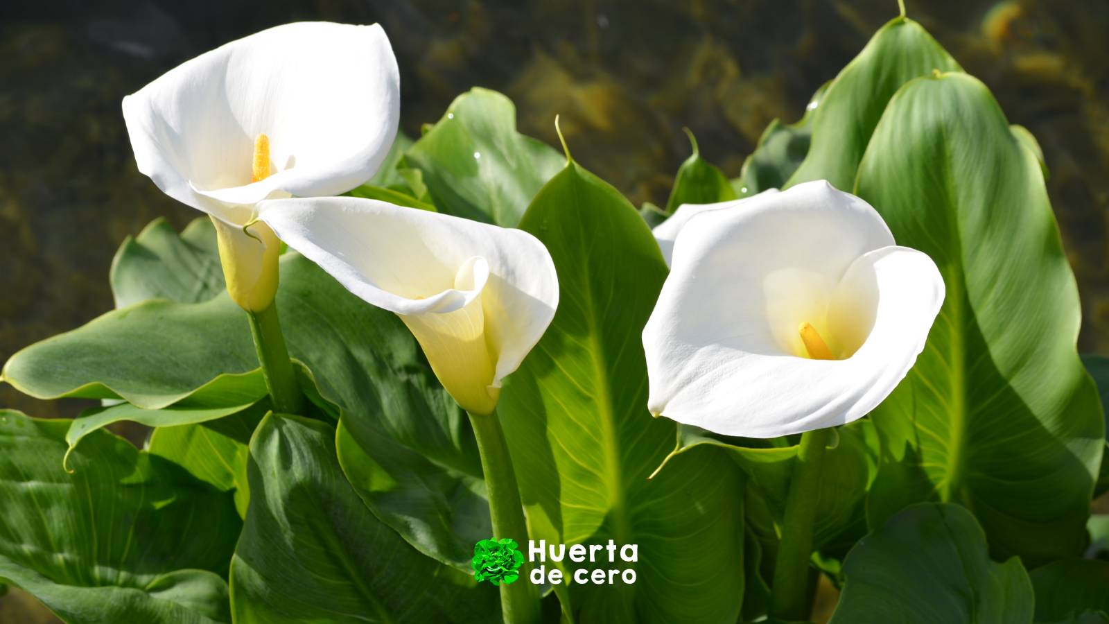 Características de la cala - Lirio del agua