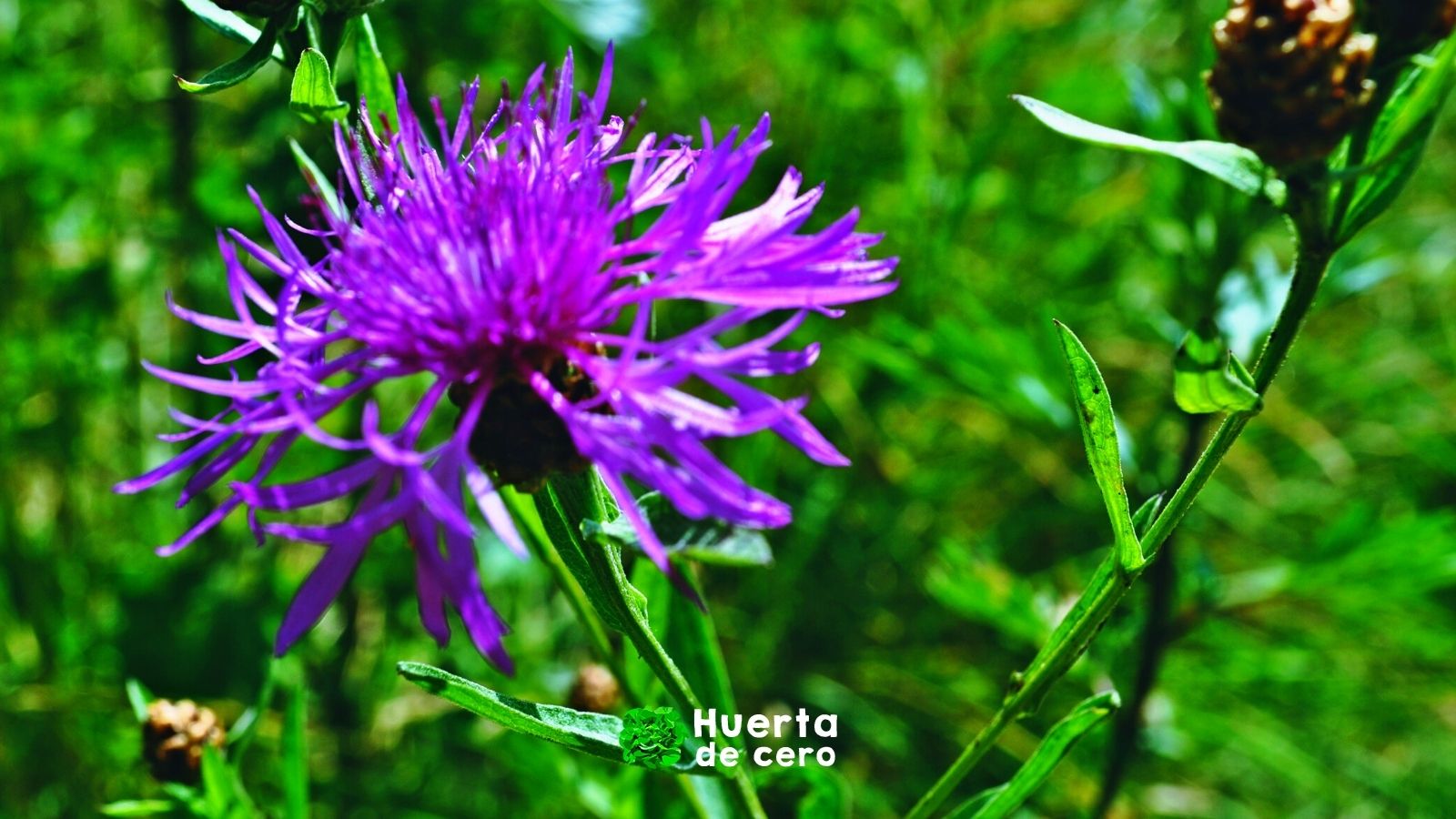 Características del cardo mariano Características del cardo mariano