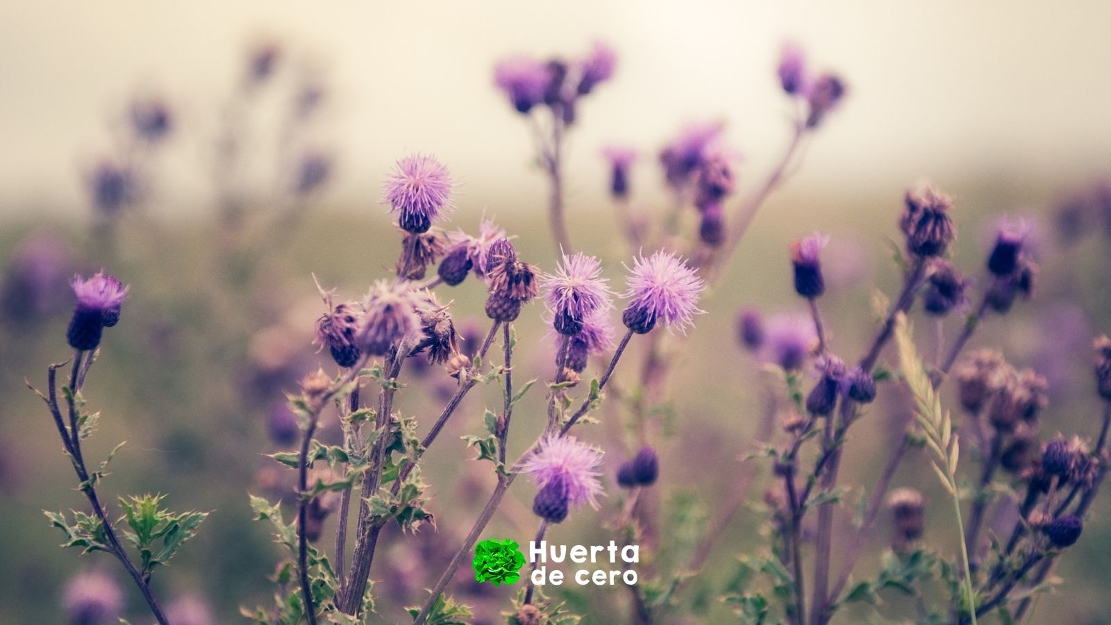 Cardo mariano para que sirve y como se toma Cardo mariano para que sirve y como se toma