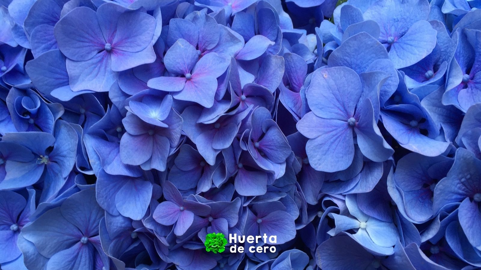 Cómo conseguir hortensias azules Cómo conseguir hortensias azules