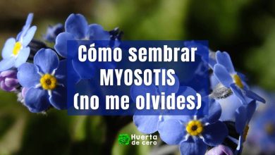 Como sembrar no me olvides - myosotis