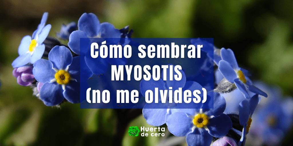 Como sembrar no me olvides - myosotis