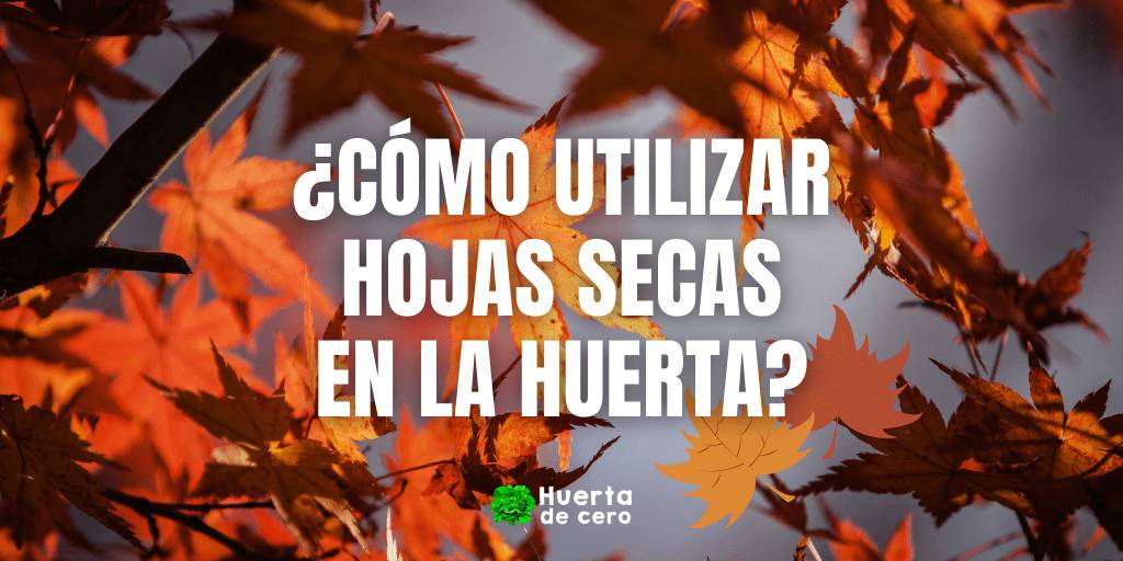 Como utilizar las hojas secas de otoño en la huerta