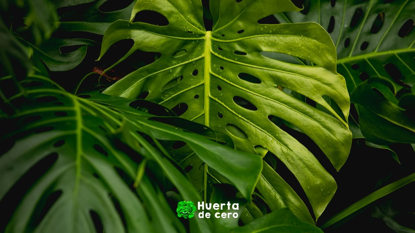 Cual es el tamaño de la planta monstera