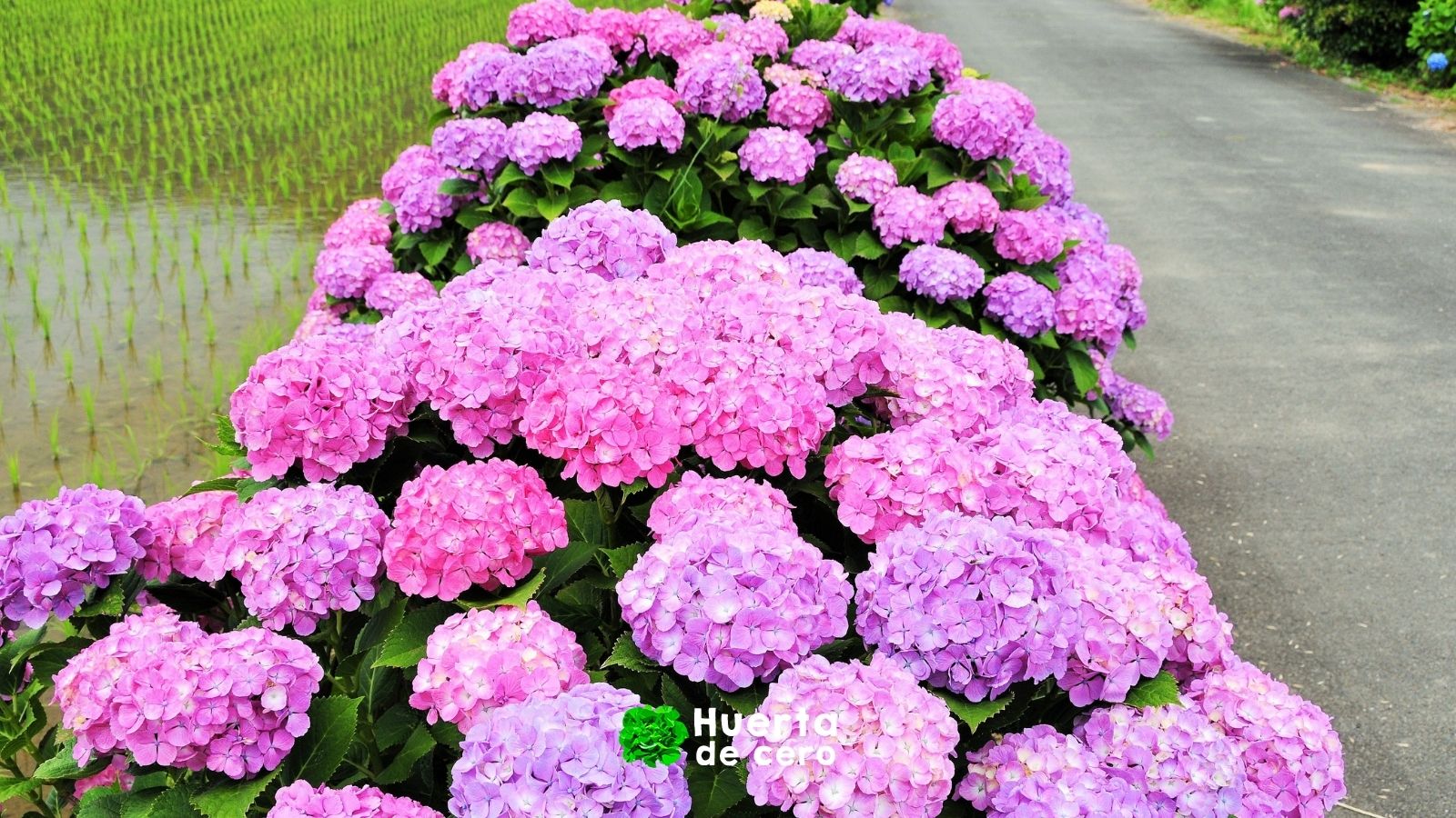 Cuántos colores de hortensia existen Cuántos colores de hortensia existen