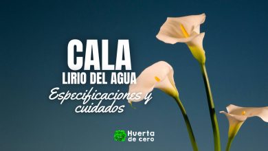 Cuidado de la Cala o Lirio del agua
