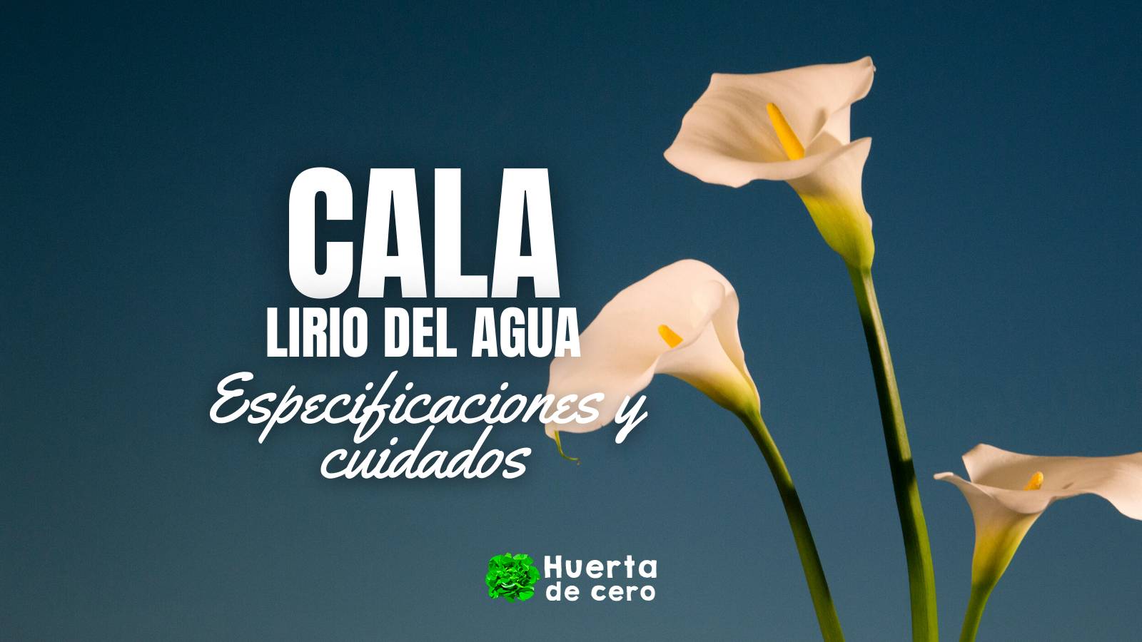 Cuidado de la Cala o Lirio del agua