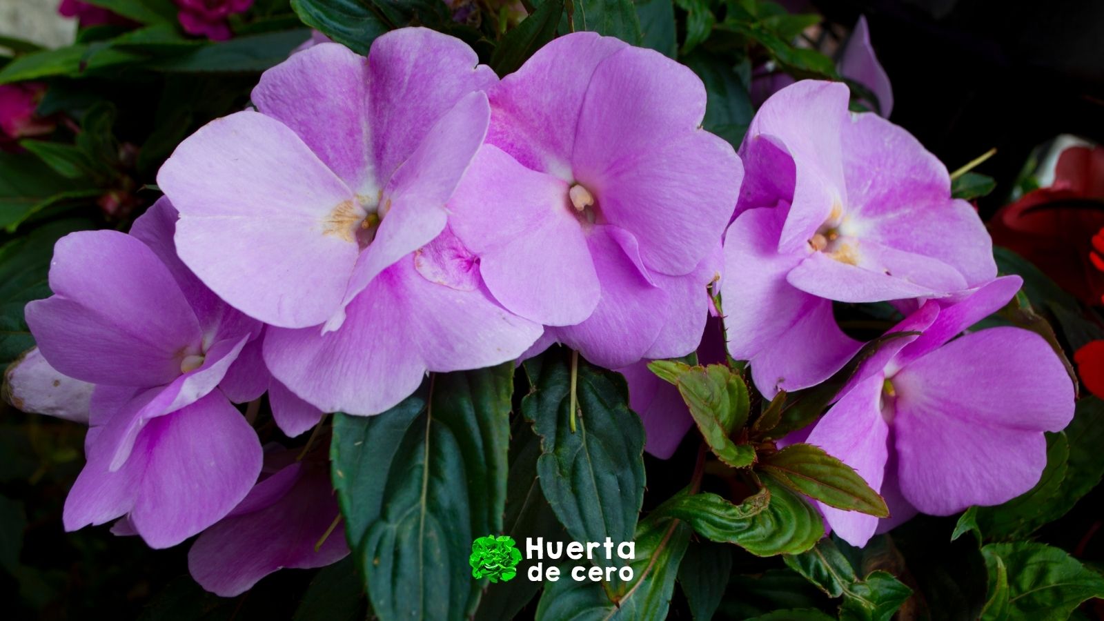 Cuidados de la Alegria de la casa - Impatiens walleriana
