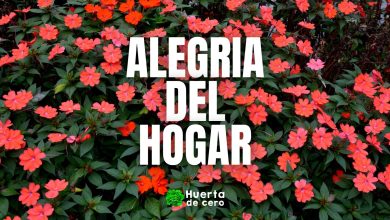 Cuidados de la Alegria del hogar - Impatiens walleriana
