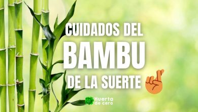 Cuidados del bambú de la suerte