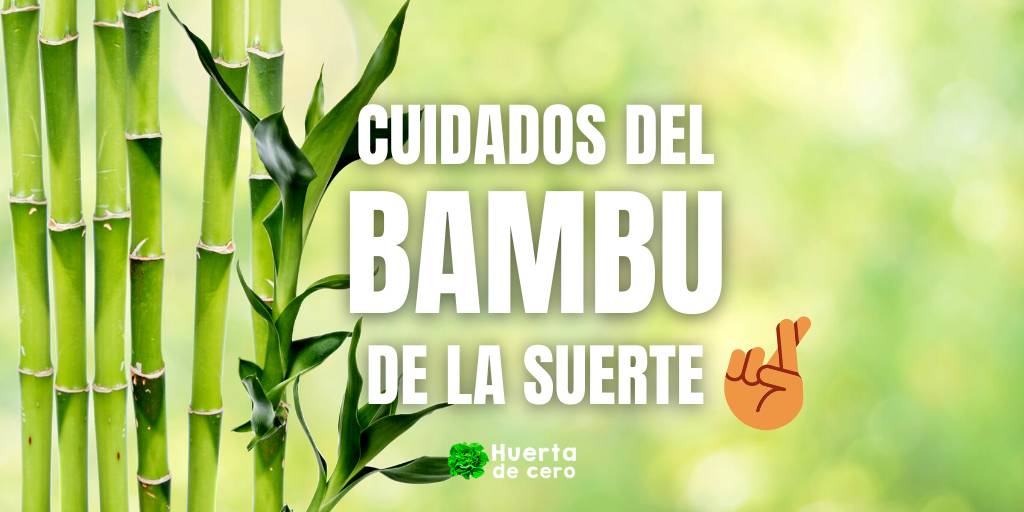 Cuidados del bambú de la suerte