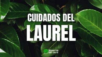 Cuidados del laurel