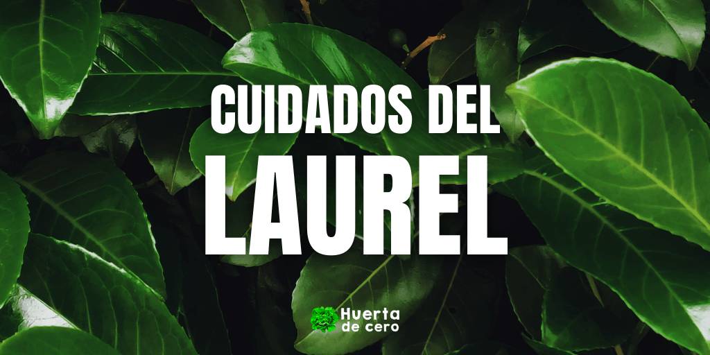 Cuidados del laurel
