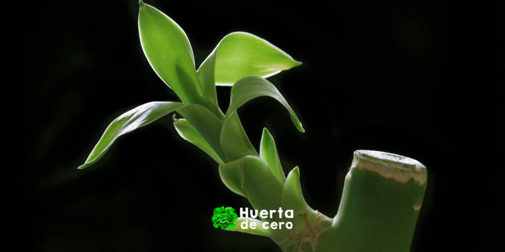 Esqueje del bambu de la suerte