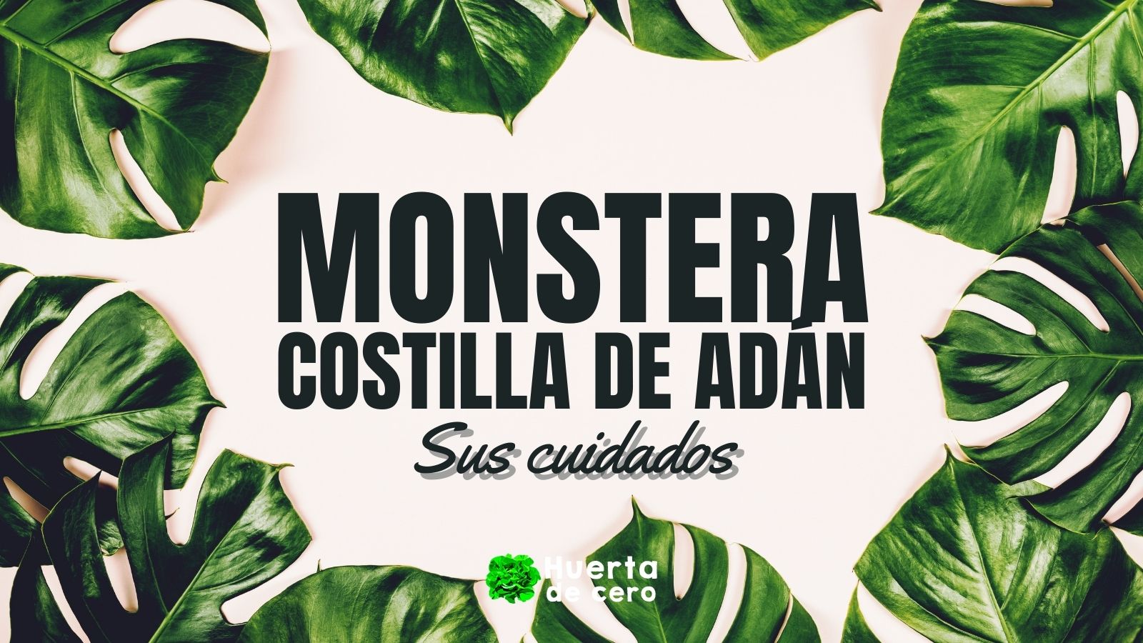 Monstera o costilla de adán - Cuidados